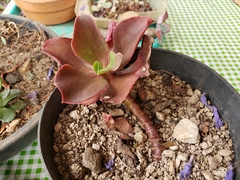 Echeveria patriotica