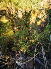 Crassula subulata subulata