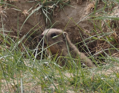 Grey Marmot