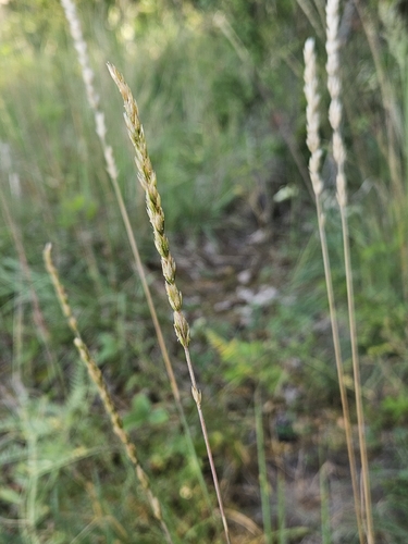 Koeleria pyramidata, 2026-07-07