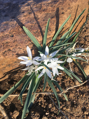 Leucocrinum montanum