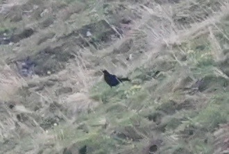 Caucasian Grouse (Lyrurus mlokosiewiczi)