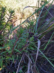 Crassula subulata subulata