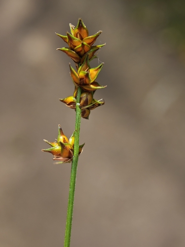 Carex muricata, photograph 4