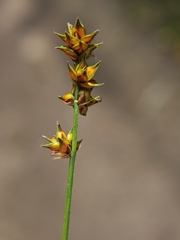 Carex muricata, photograph author not stated, no rights reserved