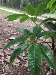 Heptapleurum actinophyllum