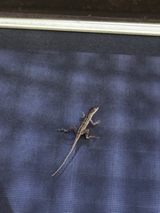 Anolis sagrei