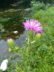 Cirsium mexicanum