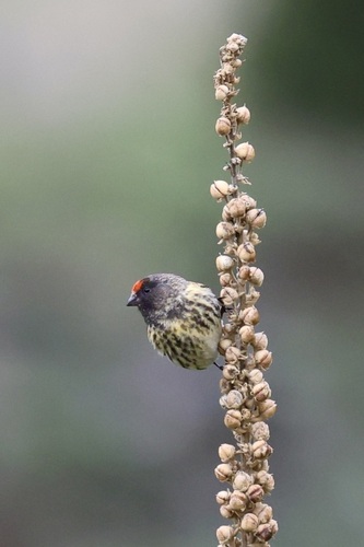Red-fronted Serin (Serinus pusillus), photo 7