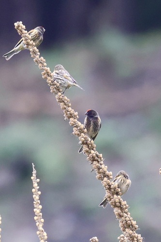 Red-fronted Serin (Serinus pusillus), photo 8
