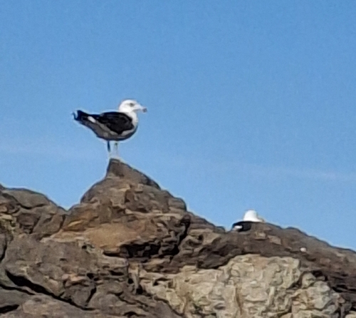 Kelp Gull