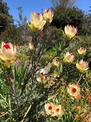 Leucadendron discolor × gandogeri