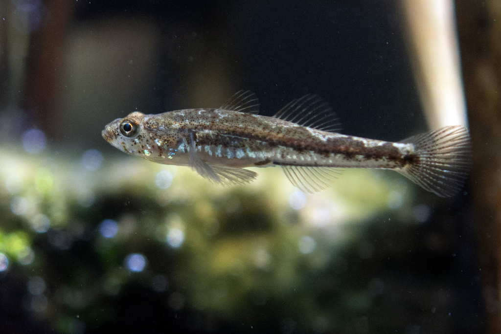 Norin Goby