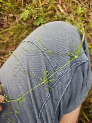 Galium pumilum
