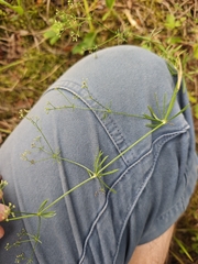 Galium pumilum