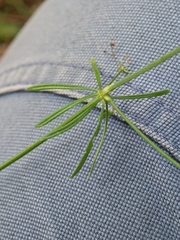 author not stated, no rights reserved Galium pumilum, photograph author not stated, no rights reserved