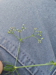 author not stated, no rights reserved Galium pumilum, photograph author not stated, no rights reserved