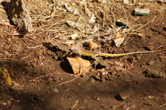 Los Frailes Whiptail photo 3