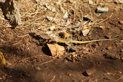 Los Frailes Whiptail photo 2