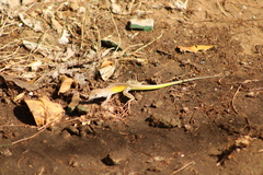 Los Frailes Whiptail photo 1