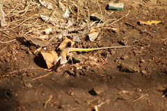 Los Frailes Whiptail photo 4