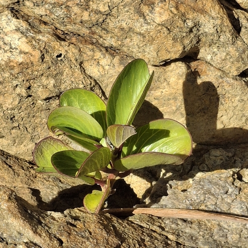 Beach Morning Glory