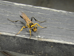 Sceliphron asiaticum