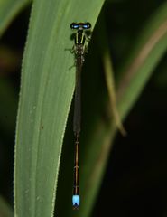 Argentagrion ambiguum