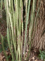 Lepismium cruciforme