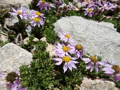 Allardia