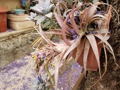 Tillandsia capitata
