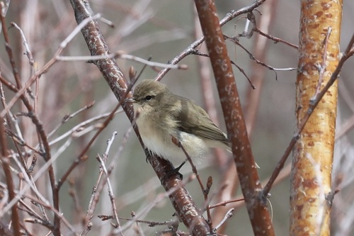 Mountain Chiffchaff (Phylloscopus sindianus), photo 3