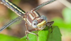 Phanogomphus oklahomensis