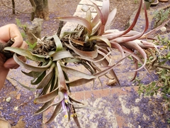 Tillandsia capitata