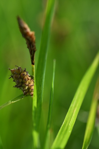 Carex tomentosa, photograph 3