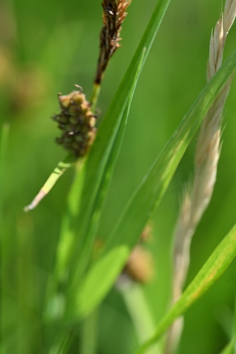 Carex tomentosa, photograph 2