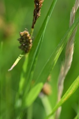 Carex tomentosa, photograph (c) Petr Harant, some rights reserved (CC BY)