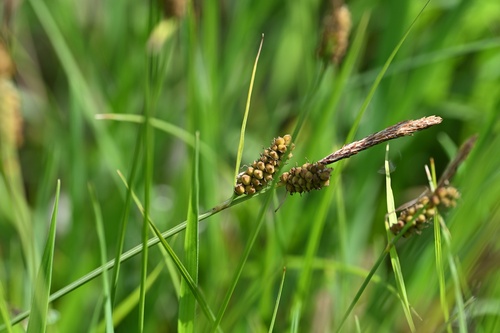 Carex tomentosa, photograph 4