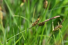 Carex tomentosa, photograph (c) Petr Harant, some rights reserved (CC BY)