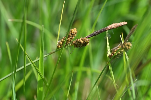 Carex tomentosa, photograph 5