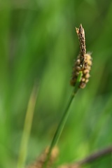 Carex tomentosa, photograph (c) Petr Harant, some rights reserved (CC BY)