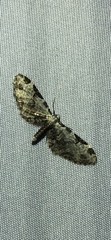 Eupithecia ravocostaliata