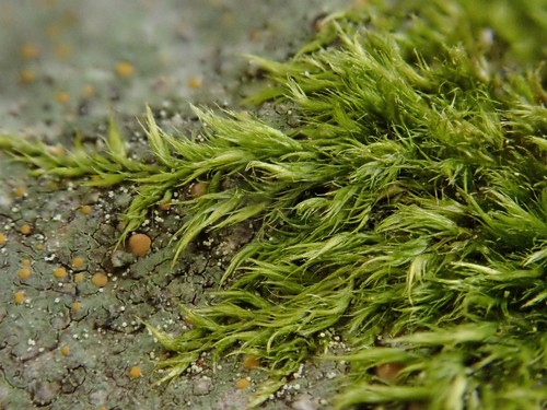 Image of Homomallium incurvatum by (c) Christian Berg, some rights reserved (CC BY)