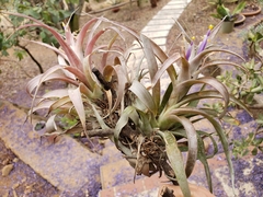 Tillandsia capitata