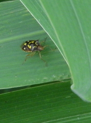 Oebalus poecilus