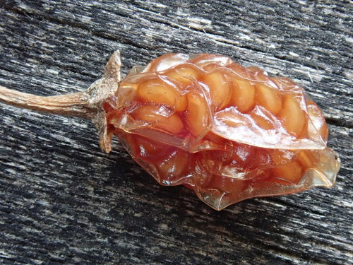 Solanum dulcamara iNat (1)