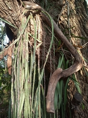 Lepismium cruciforme