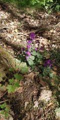Lunaria