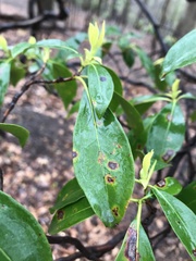 Diaporthe kalmiae