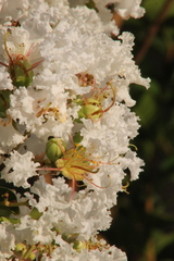 Lagerstroemia indica